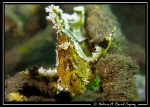 Taenianotus triacanthus by Raoul Caprez 